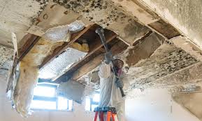 Best Residential Mold Inspection & Testing in Cloverdale, IN